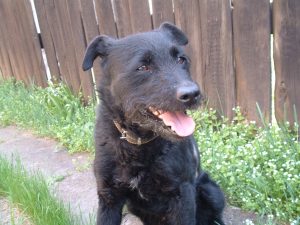 Blacky 001