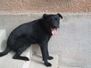 Blacky 010