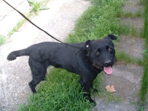 Blacky 021