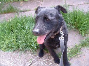 Blacky 022