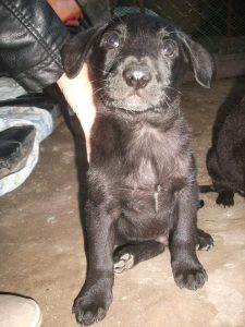 tiko