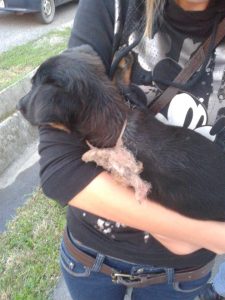 daisy