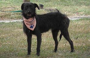 Read more about the article Szőry