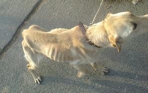 Read more about the article Kira, csontsovány labrador