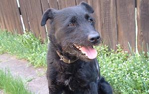 Read more about the article Blacky gazdis!