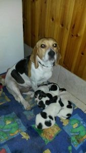 Read more about the article Beagle család gazdit keres