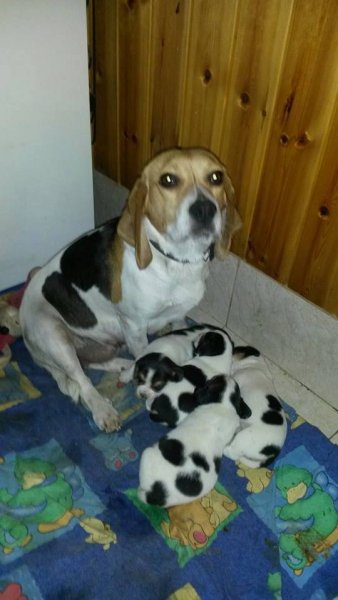 Read more about the article Beagle család gazdit keres