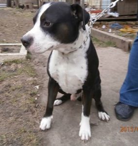 Read more about the article GAZDIS :) Tyson