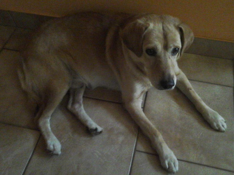 You are currently viewing GAZDIS! :) Bobi