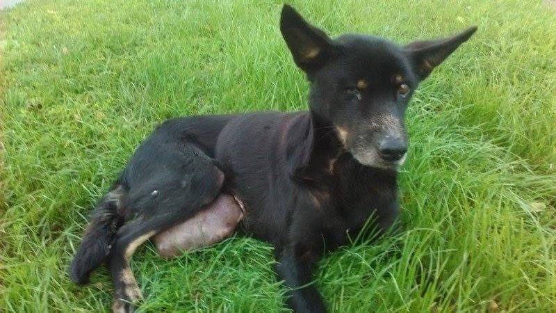 Read more about the article R.I.P. Soya