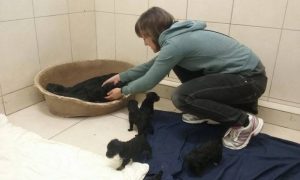 Read more about the article A TordasZoo Animal Rescue Farm gondozásában a zsákba kötött babák