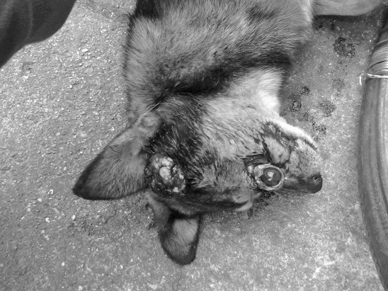 Read more about the article R.I.P. kutyuska