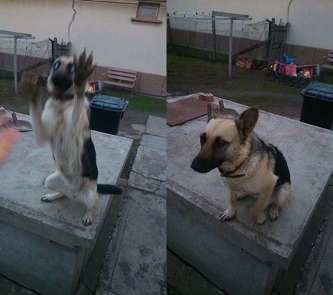 Read more about the article Mézi bejelentkezett :)