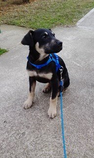 You are currently viewing GAZDIS! :) Koda