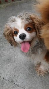 Read more about the article Bella, a cavalier hölgy GAZDIS :)