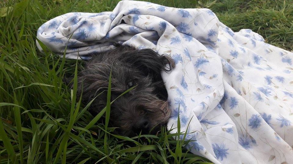 Read more about the article R.I.P. Merina, akit 3napig hagytak az árokban feküdni :(