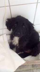 Read more about the article R.I.P. Bundás, a kertbe dobott kutyus :(
