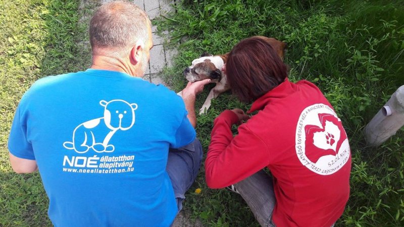 Read more about the article Príma, a Noé gondozásába került!