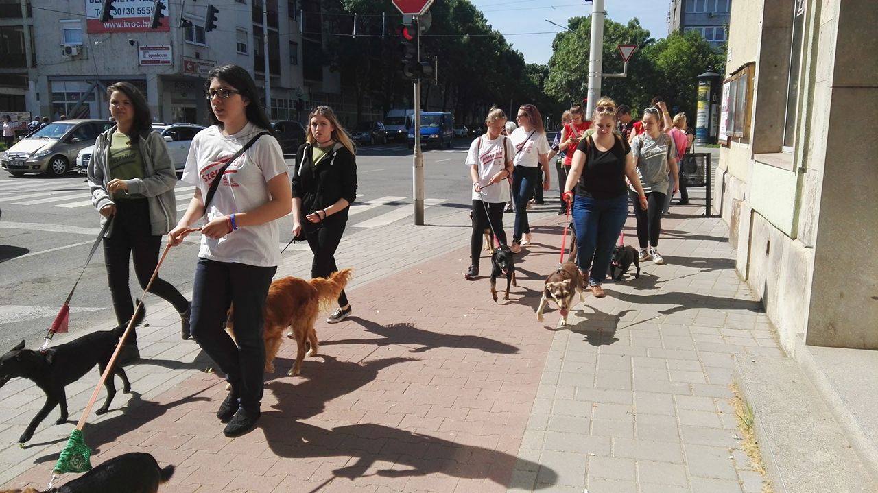 Read more about the article Szeretethíd 2017