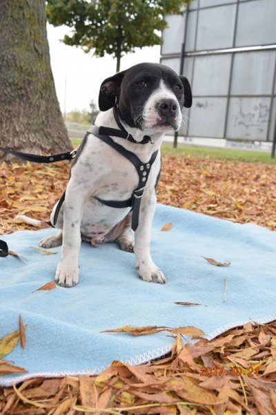 Read more about the article GAZDIS! :) Pumukli