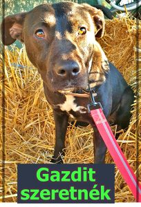 Read more about the article Gazdis! Nati gazdit keres