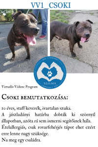 Read more about the article Csoki kutya bemutatkozása a VV programban!