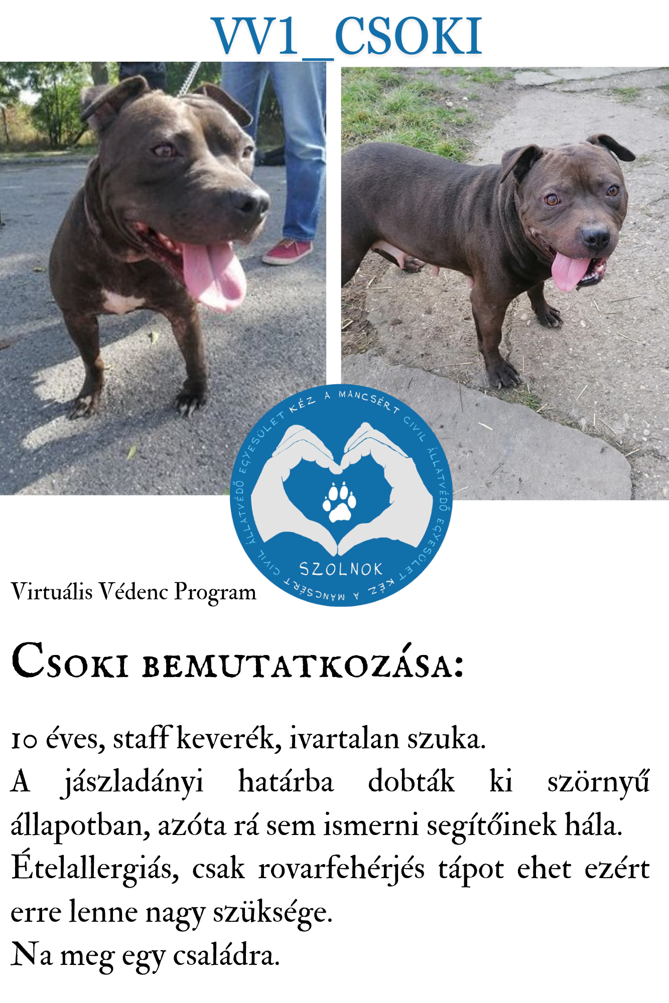 Read more about the article Csoki kutya bemutatkozása a VV programban!